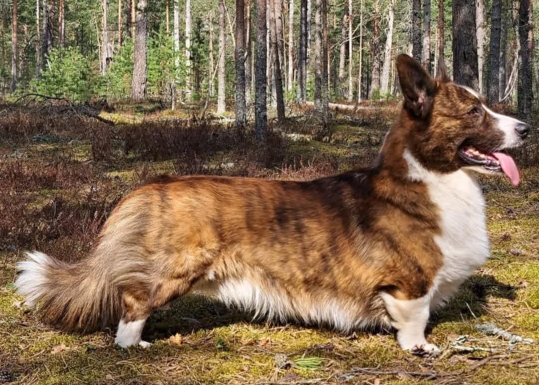 Corgi Na Volge Sherkhan – Welsh Corgide hobikasvatajad